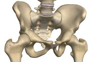 Anatomy Bones Ilium Anterior Superior Iliac Spine Lumbar Spine Sacrum Coccyx Sacroiliac joint Femoral