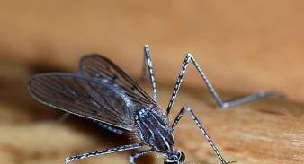 Synergisms killing mosquito larvae Deltamethrin