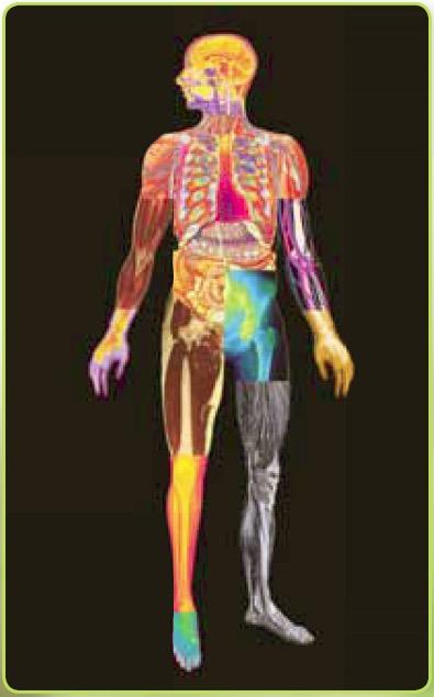 Organs and Systems Organ: a combination of several types of tissues working together to