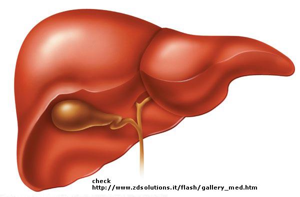 Liver Produces bile which breaks down fat bile