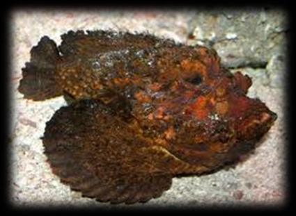 Other Dangerous Sea Creatures Stonefish