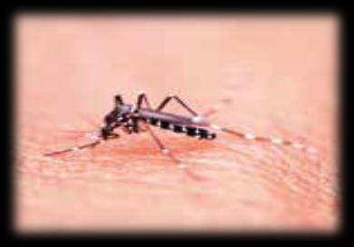 Be Careful with Mosquitos Mosquitos become active in