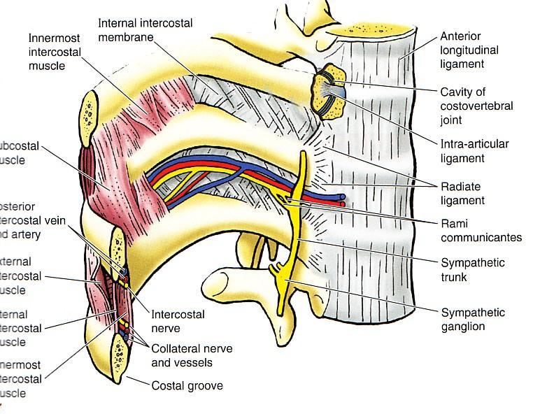 Intercostal Nerves They are anterior primary rami of spinal thoracic nerves fromt1 to T11 T3 tot6 are Typical T12 is