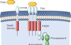 Extrinsic (death receptorinitiated) pathway of apoptosis 1. Fas cross linked to FasL. 2. 3 