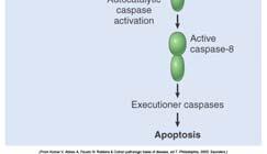 FADD attached to death receptors binds inactive caspase-8 which come together and autocatalytically activate to active caspase-8 4. Cascade of other caspase activation activates executioner caspases.