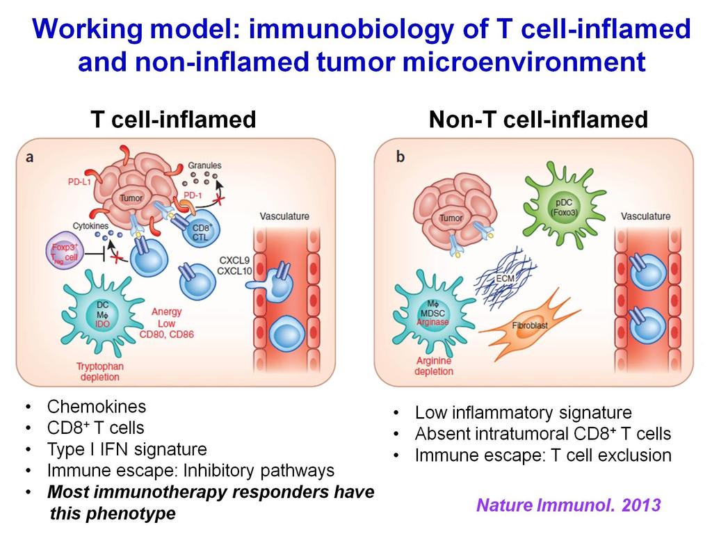 Working model: immunobiology of T cell-inflamed and non-inflamed tumor