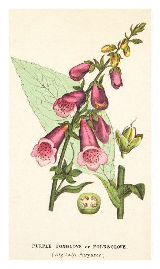 Courtesy of the Mary Evans Picture Library DIGITALIS