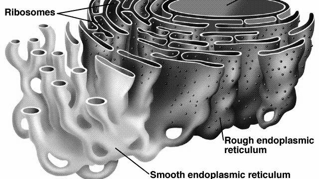 endoplasmic reticulum (ER) Endoplasmic reticulum (ER) Smooth endoplasmic