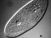 Contractile vacuoles Freshwater protists need these vacuoles to pump excess water out of