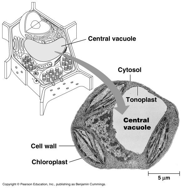 Found in plant cells Storage organelle Water Central vacuoles May store proteins and