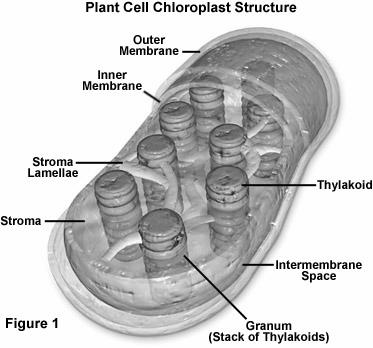 inside of cell (cytoplasm) from outside environment Function: 1) Isolate cell s contents