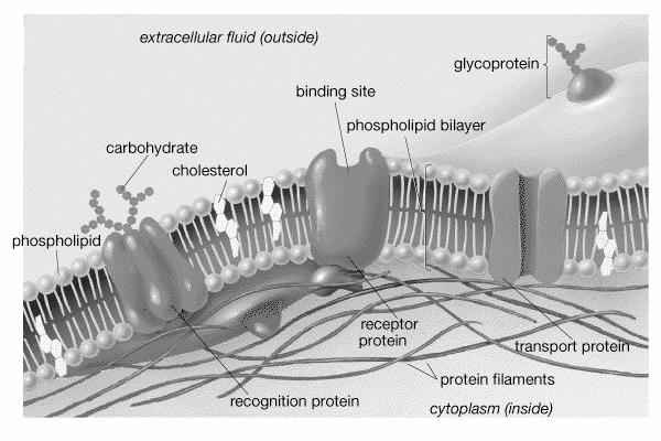 The Fluid Mosaic Model of Cellular Membranes: Phospholipid Bilayer: Double layer of phospholipids Hydrophilic ends form outer border Hydrophobic tails form