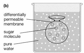 membrane Osmosis: water water In which direction will there be a
