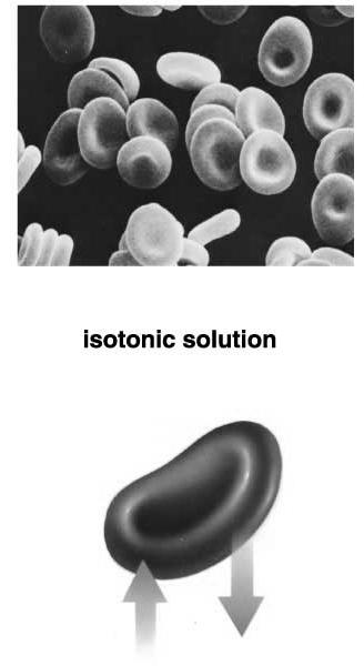 Osmosis and Living Cells: Isotonic Solution: Outside of cell has same [solute]