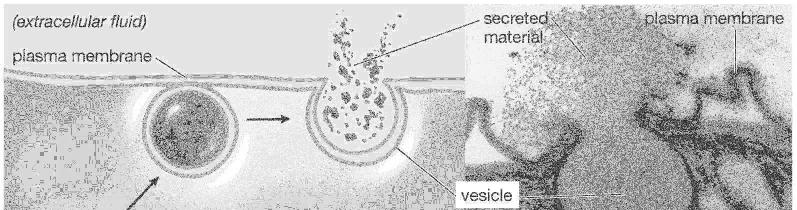 9) Exocytosis How are Cell Surfaces Specialized?