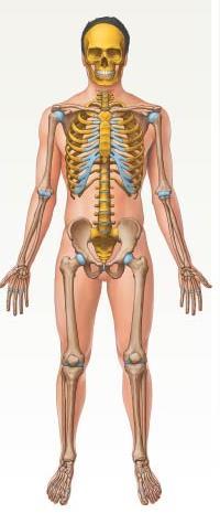 1-4 Levels of Organization The Organ Systems Skeletal Major