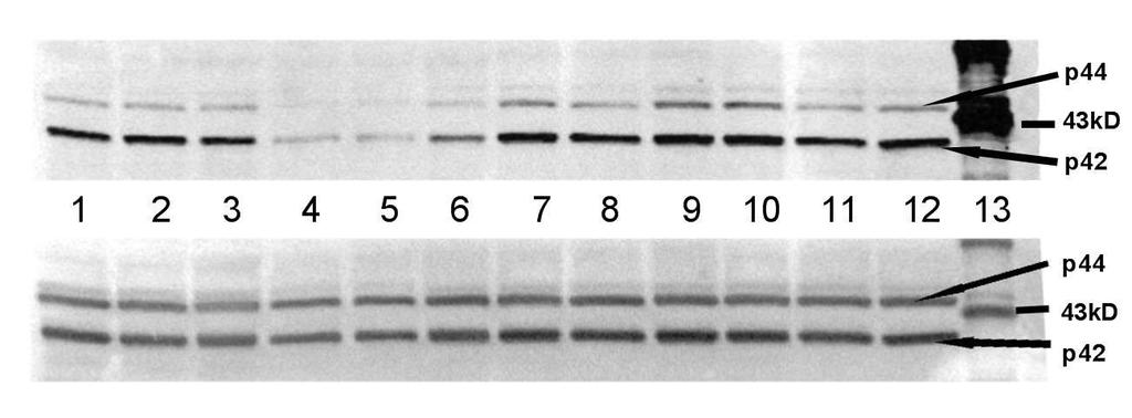 ERK1/2 (MAPK p44/p42) in MCF-7 (SR-) Human Breast
