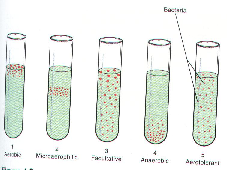Bacteria requirement also divide on the basis of Energy sources in : 1. Phototrophic : Which get energy from photochemical reaction. 2. Chemotropic : Which get energy from chemical reaction.