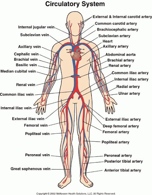 THE ORAL SYSTEMIC CONNECTION The Oral Systemic