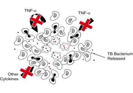 TNF-α Plays a Crucial, Positive Role in Host Defense During
