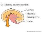 How does the kidney accomplish this? -from ureter to urinary bladder (smooth muscle, sphincter, inhibition) -out via urethra during micturition 35 36 Mammalian Kidney Anatomy Hill et al. 2004, Fig.