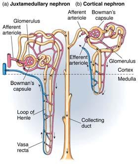 henle -Corticomedullary concentration