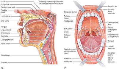 The Oral Cavity Anatomy Image source: http://anatomyforlayla.blogspot.co.za/2007/04/blog-post.