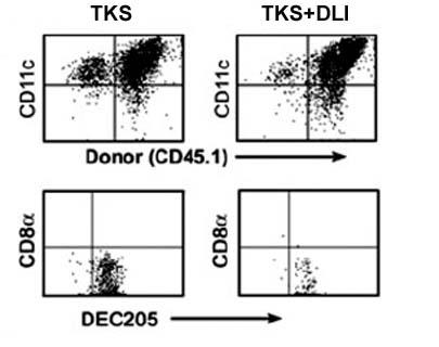 Slika 17. Adoptivan prijenos T limfocita u obliku DLI smanjuje postotak rezidualne primateljeve CD11c + CD45.1 - populacije, točnije CD11c + CD8a - DEC205 high populacije u limfnim čvorovima kimera.
