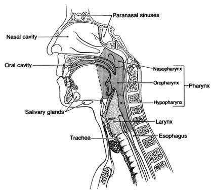 CA Cancer J Clin 2008;58:32 53 FIGURE 1 Head and Neck Anatomy. Reprinted from Vokes EE, Weichselbaum RR, Lippman SM, Hong WK 6 with permission from The New England Journal of Medicine.