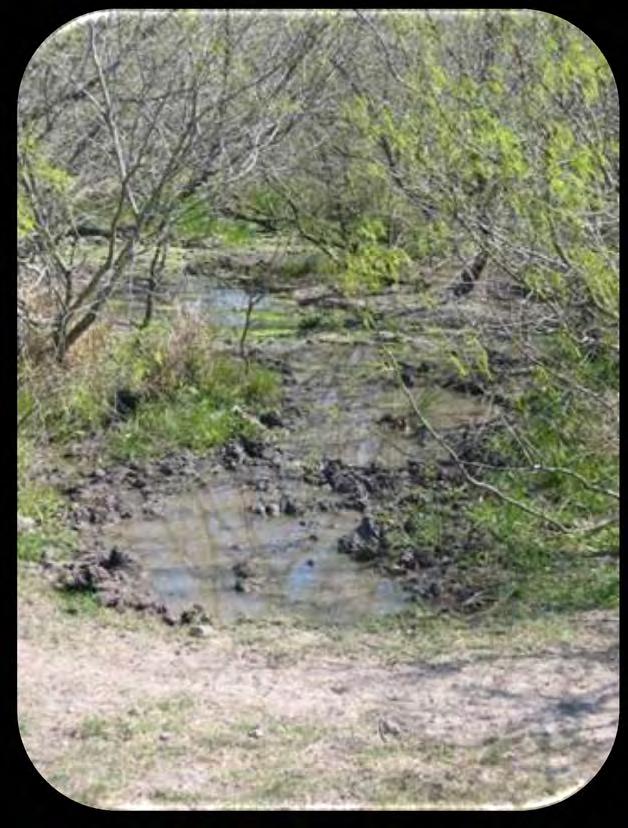 How feral swine impact wetlands Competition/Consumption Feral swine consume large quantities of herbaceous vegetation, invertebrates, and other small animals - 3-5% of their body weight daily Creates