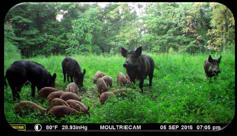 Outline History of feral swine in the U.S.