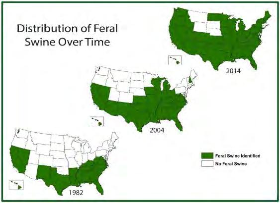History of Feral Swine in U.S. Swine where first brought into the U.S. in the 1500s by explorers and repeated introductions have occurred since.