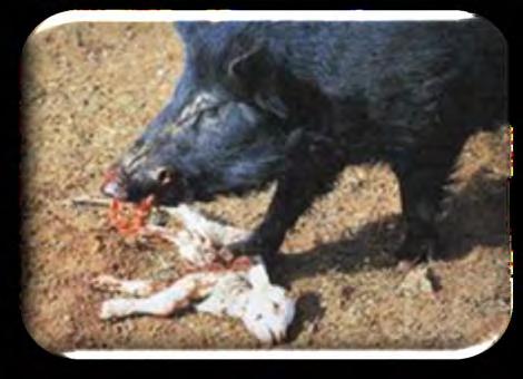 swine cause damage by: