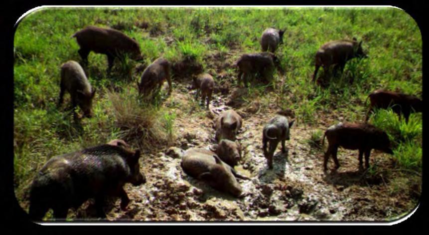 How feral swine impact wetlands Wallowing Wallows are muddy, wet areas frequented throughout the hottest part of