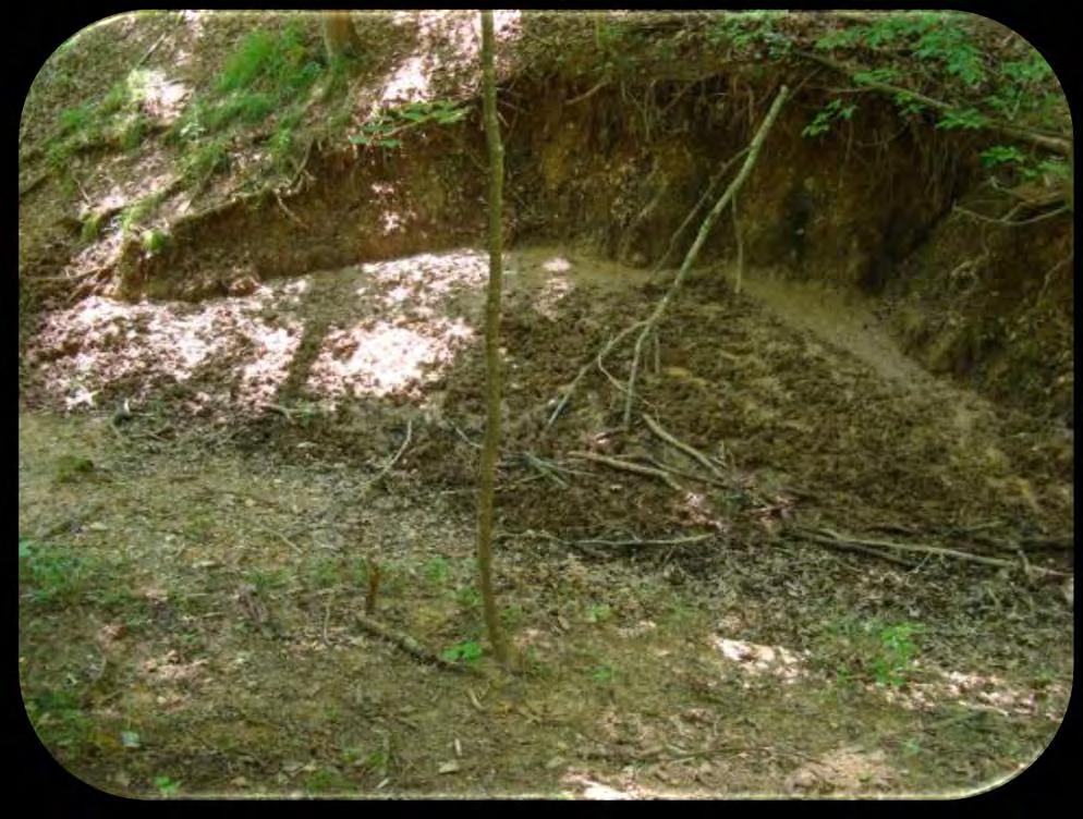 How feral swine impact wetlands Destabilization/ Erosion Wallowing and rooting along riparian and wetland areas increases erosion
