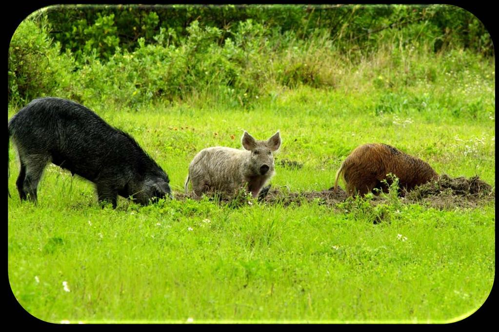Labeled the World s Worst Invasive Alien Species Feral swine cause damage by their behaviors: Foraging Rooting Trampling