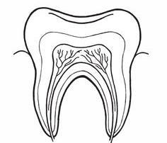 DIRECTIONS: Label the parts (A.- F.) of the tooth using the word bank and definitions below.