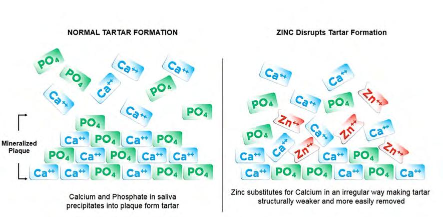 Mechanism of action of sodium hexametaphosphate In the 2-step and smooth texture formulas, the positively charged zinc ion (Zn 2+ ) inhibits crystal growth by substituting for calcium in