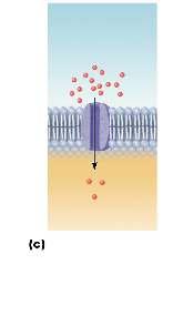 Membrane Proteins Integral proteins Extend across the phospholipid Channels Pores Receptors Transporters Enzymes Peripheral proteins Loosely attached to inner or outer surface Enzymes Cytoskeletal