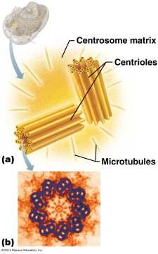 microvilli Intermediate filaments Anchor organelles Anchor cells to each other