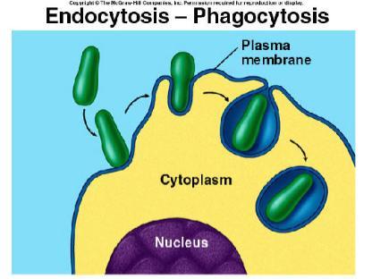 Active Transport (using energy) Exocytosis Endocytosis (phagocytosis &