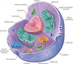 (cytosol) Cell Membrane