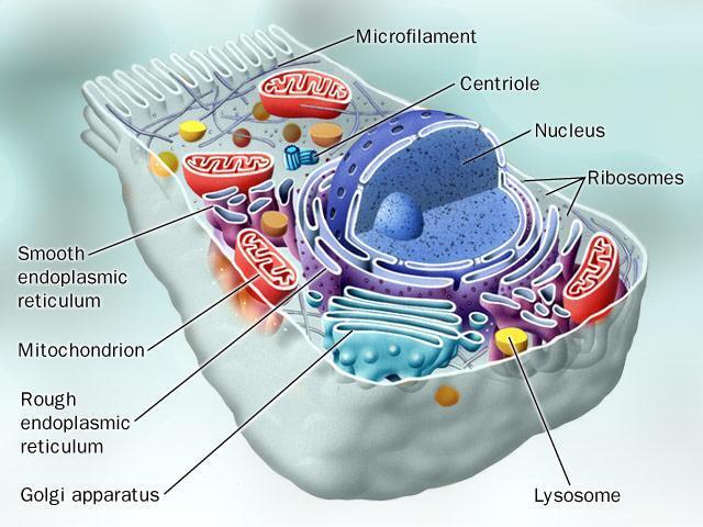 A. Cell Features: ORGANELLES- "little organs" within the cell that perform specific functions The nucleus is to the cell