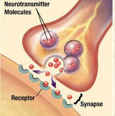 Signal Transmission Among Neurons -2 When the electrical signal reaches the terminal nodes of the axon, it triggers the release of chemical neurotransmitters.