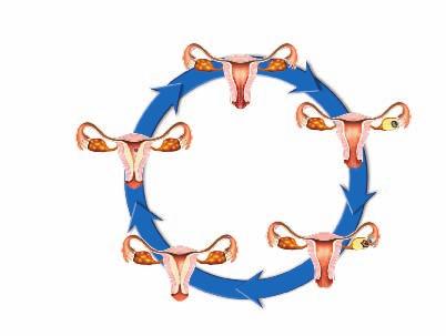 FIGURE 9 During the menstrual cycle, the lining of the uterus builds up with extra blood and tissue. About halfway through a typical cycle, ovulation takes place.