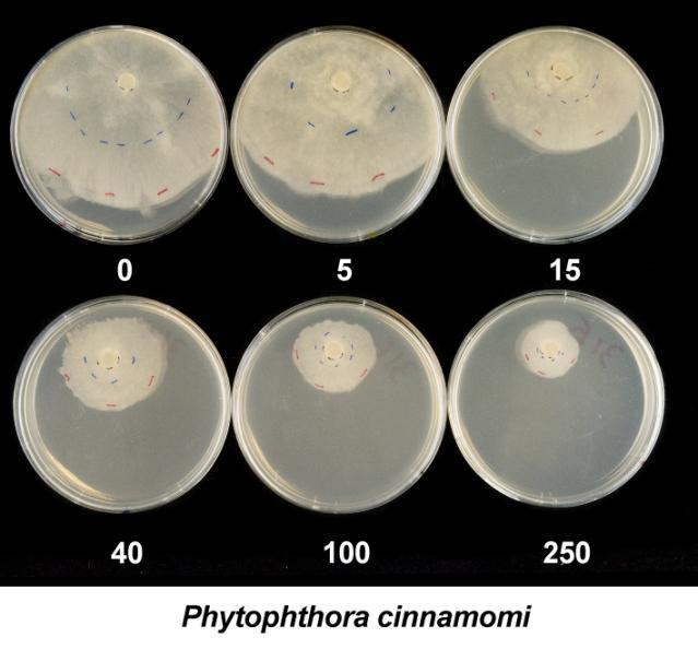 Figure 2. Cultures of Phytophthora cinnamomi, P.