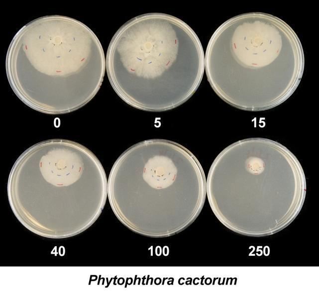 V8-agar media amended with various concentrations of phosphorous