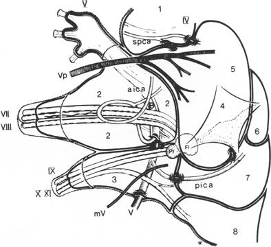 M. G. Yaw et al. 2. the medial posterior choroidal artery; 3. the basal vein of Rosenthal. Cisterna Chiasmatis The cisterna chiasmatis contains 1.