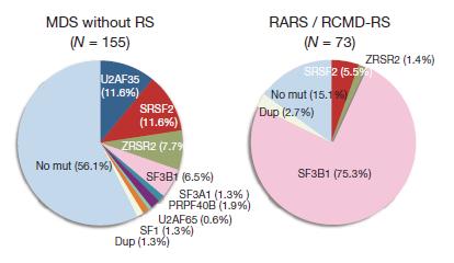 SF3B1 mutations in MDS SF3B1 mutations in 20% MDS High frequency among