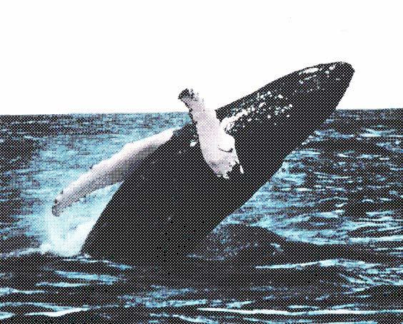 Humpback whales are black on their backs and mottled black and white on their underside.